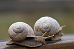 BB 09 0131 / Helix pomatia / Vinbergsnegl